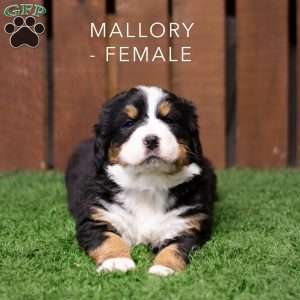 Mallory, Bernese Mountain Dog Puppy